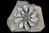 Jurassic Club Urchin (Asterocidaris) - Boulmane, Morocco #78656-3